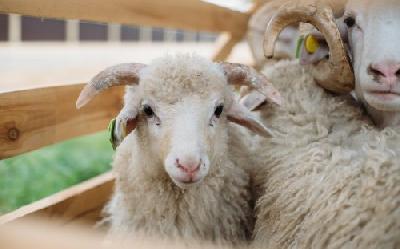 Стартовал отбор получателей субсидий на возмещение части затрат на содержание маточного товарного поголовья овец и коз, в том числе ярок и козочек от года и старше