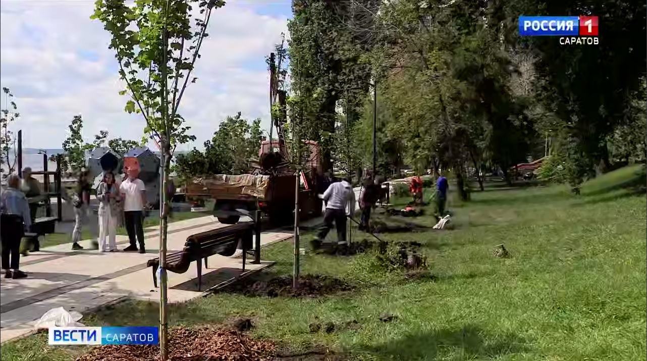  В Саратове продолжается высадка деревьев-крупномеров