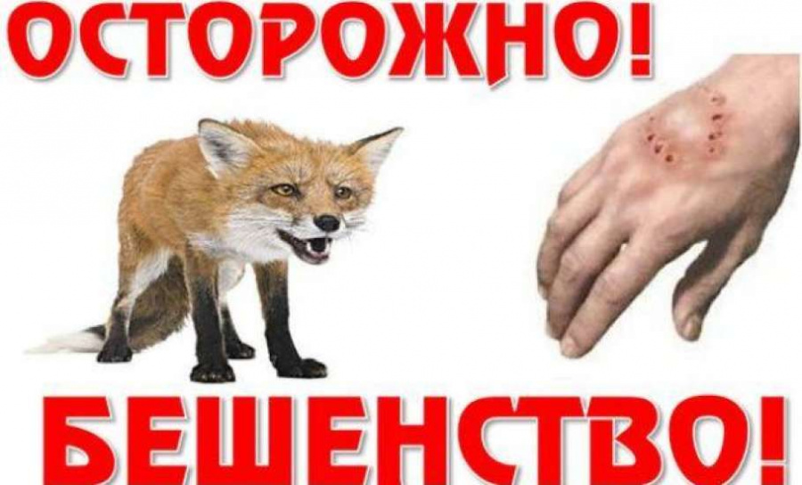 Зарегистрировано четыре очага бешенства