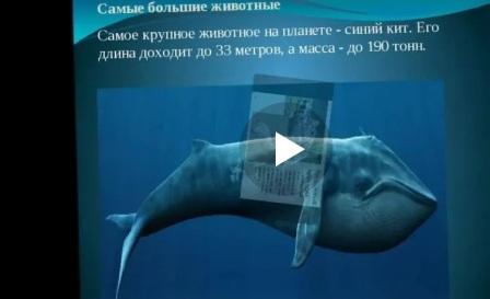 «В мир животных» Онлайн - путешествие