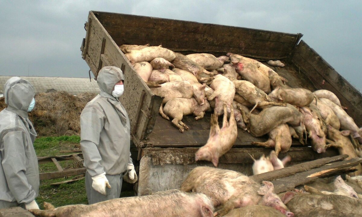 В 2020 году вспышка среди домашних свиней зарегистрирована в Смоленской, Новгородской областях, Приморском крае. В дикой фауне - в Приморском крае, Нижегородской и Самарской областях