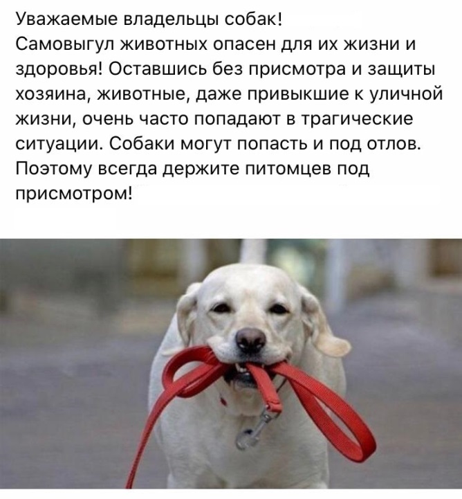 График отлова животных без владельцев