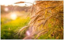 Производители зерновых культур смогут получить субсидию