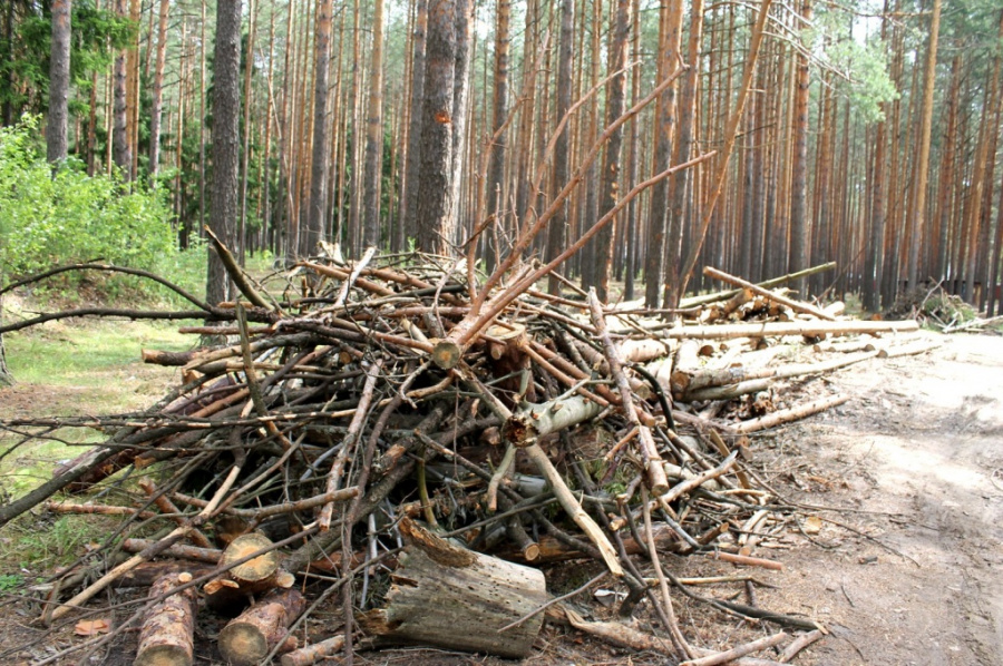 Валежник отнесён к недревесным лесным ресурсам