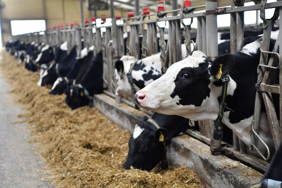 Саратовское агропромышленное предприятие вошло в 10 самых продуктивных хозяйств России
