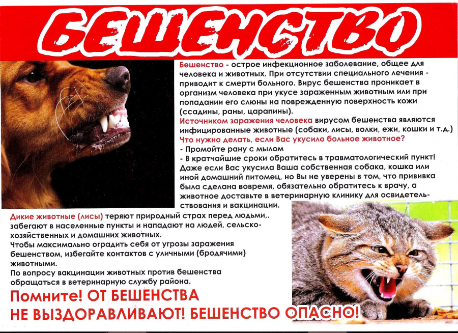 Внимание!!! Отлов животных без владельцев
