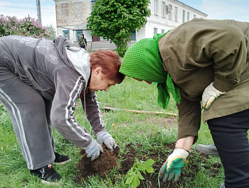 «Сад Победы» Всероссийская акция