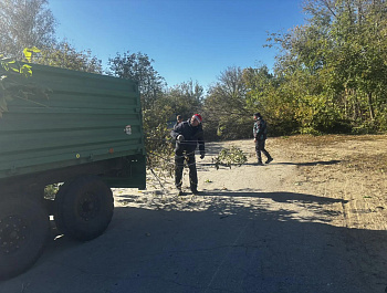 Врип главы администрации Старобурасского МО Ирина Чернышова организовала опиловку деревьев на улице Ленина в с. Старые Бурасы